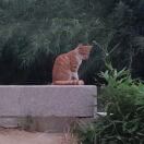 带盔甲的猫猫头